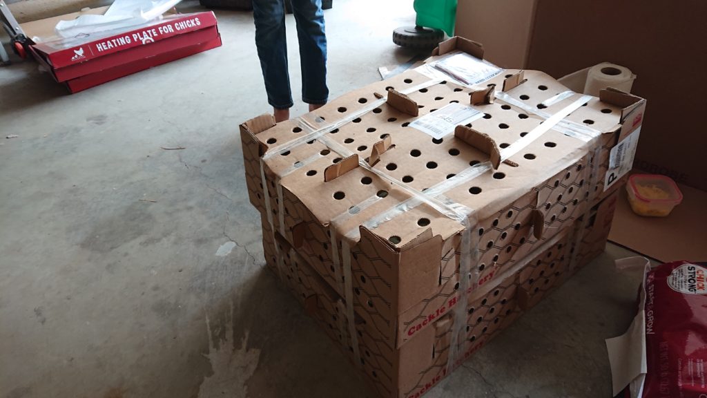 Large shipping box for small livestock