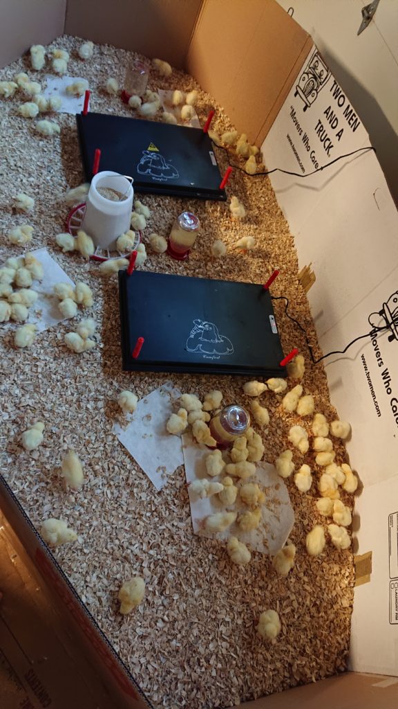 cardboard brooder with heat plates, feeders, water dishes, and many chicks